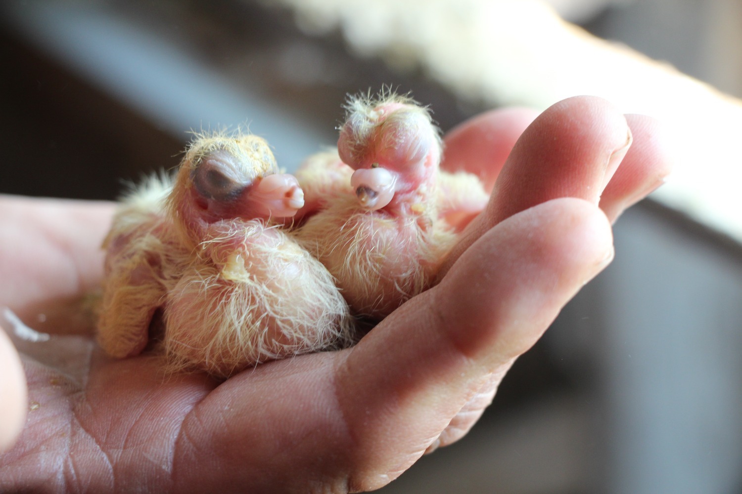 Евгении Сюткиной.