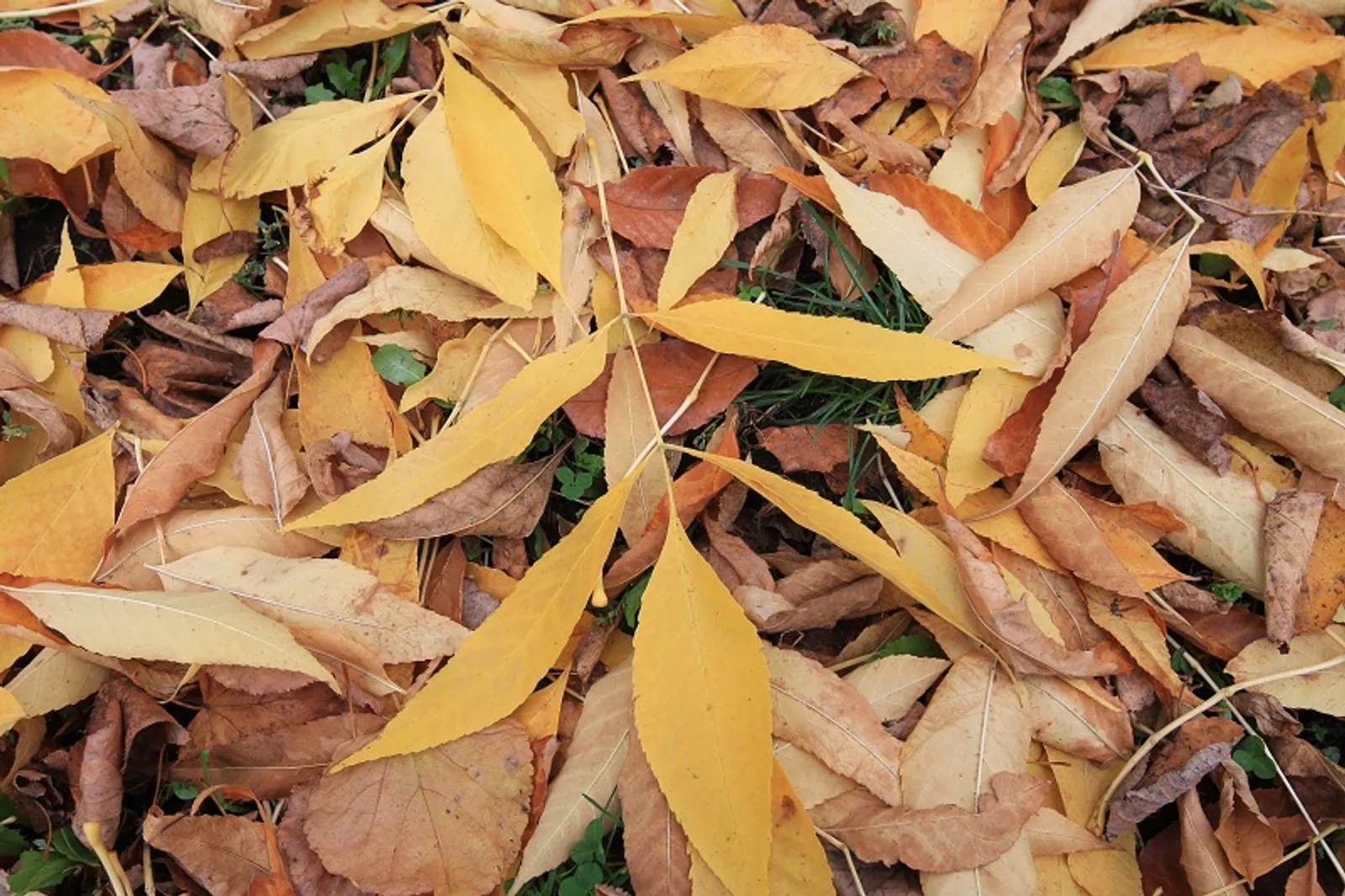 Фото Олега Яровикова.