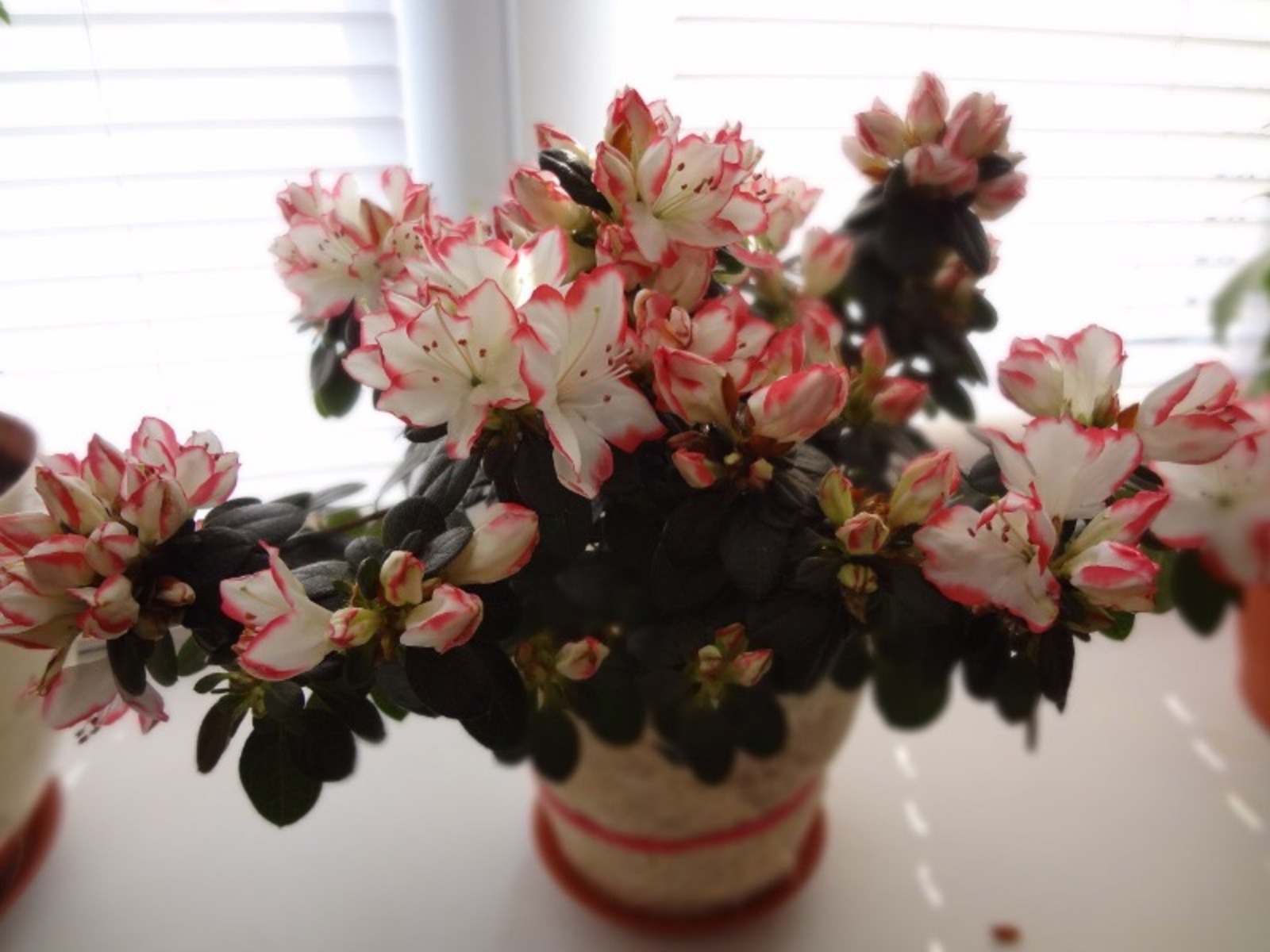 Васили Саитовой.