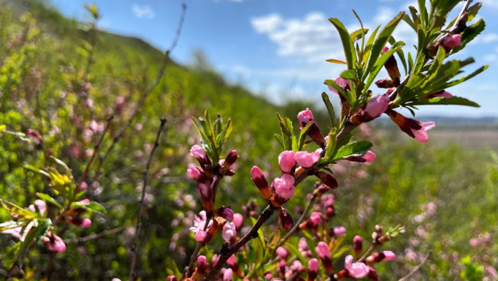 Елены Колоколовой.