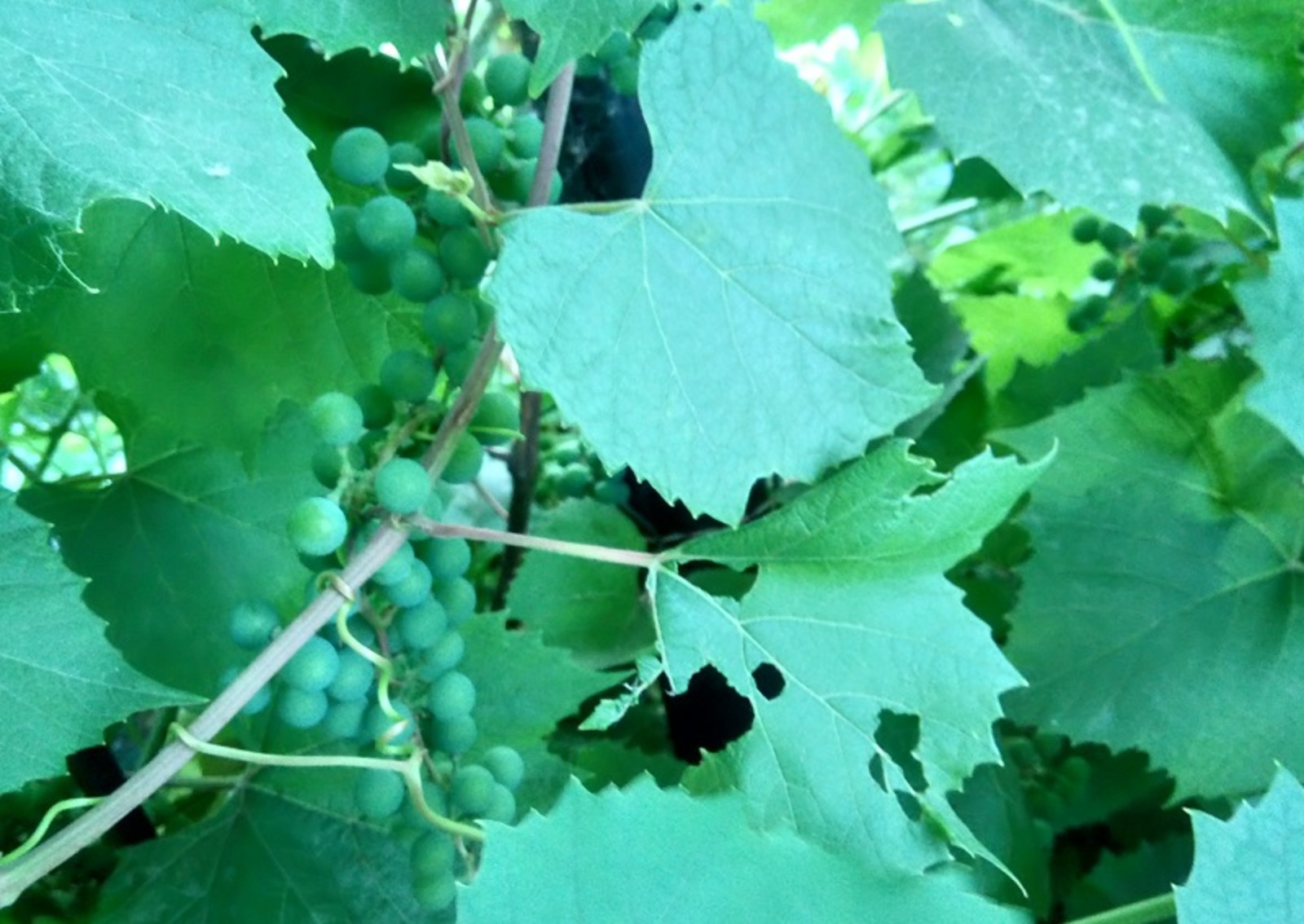 Фото Васили Саитовой.