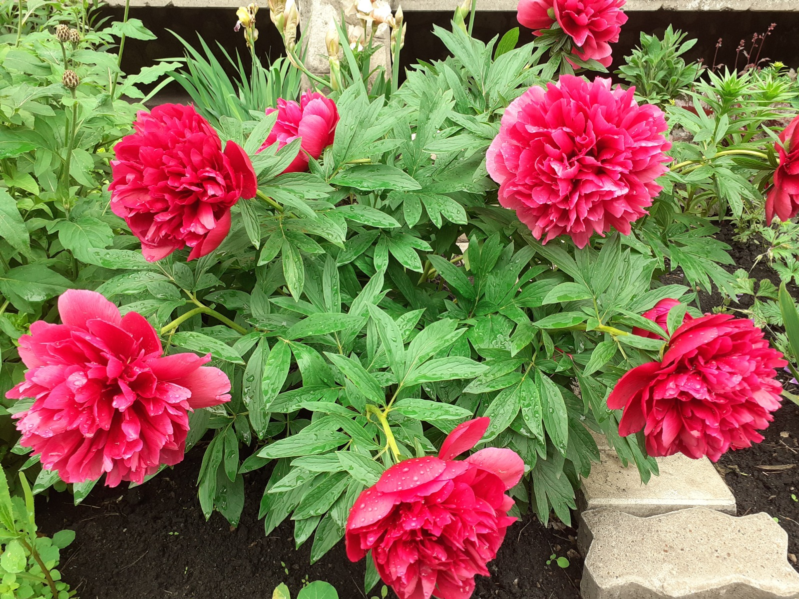 Владимира Шакиева.