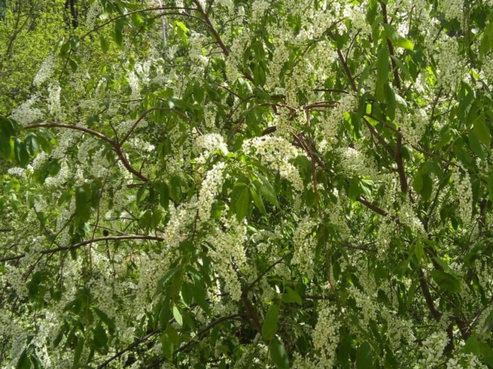 Фото автора.