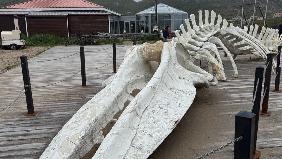 Елены Колоколовой.  "Общественная электронная газета".