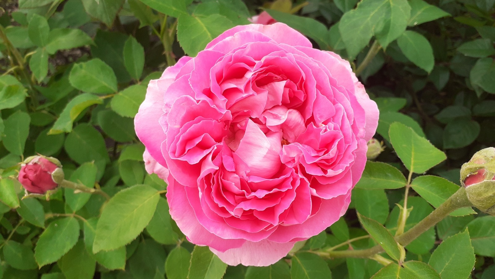 Владимира Шакиева.