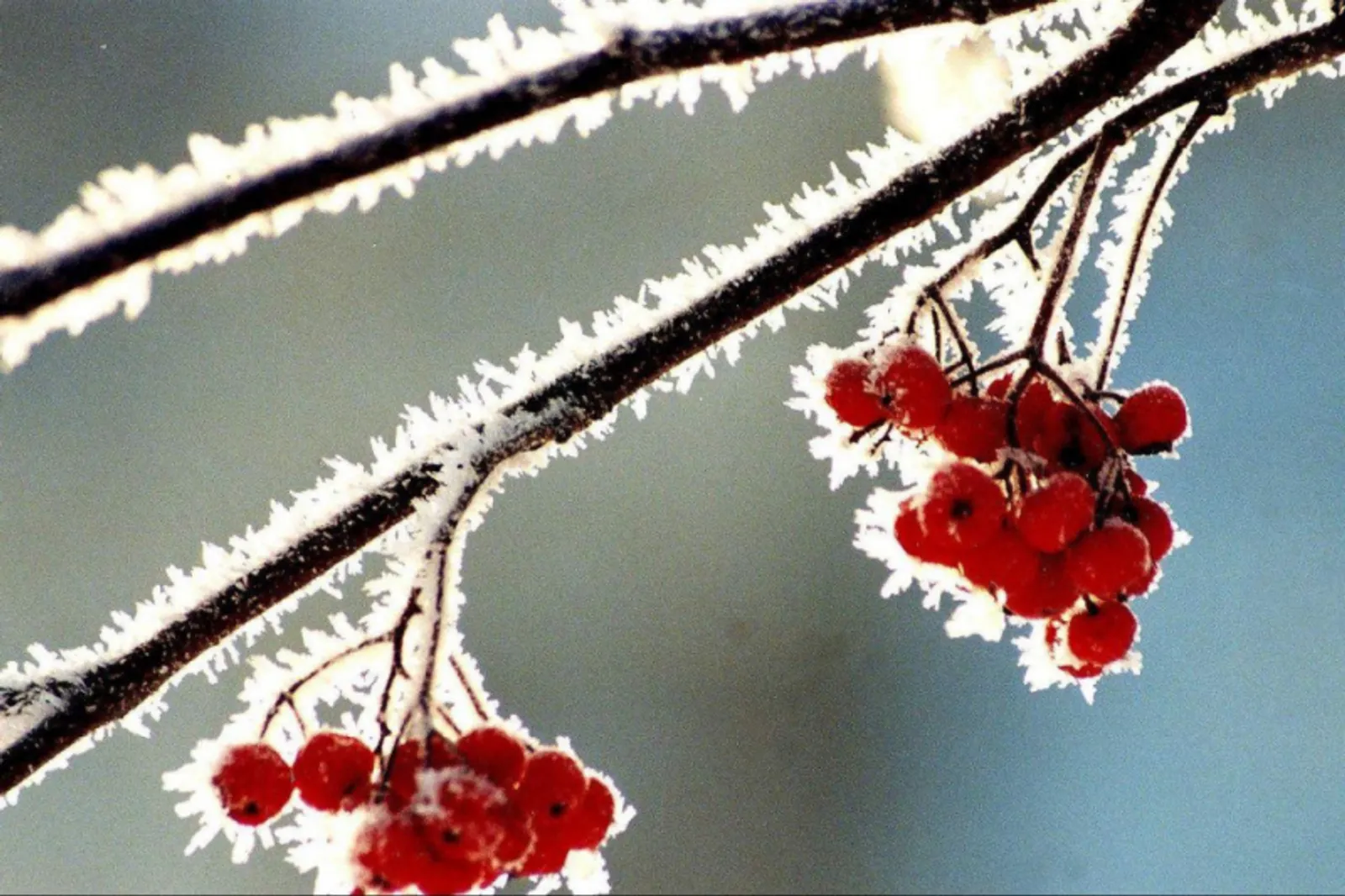 Фото Олега Яровикова.