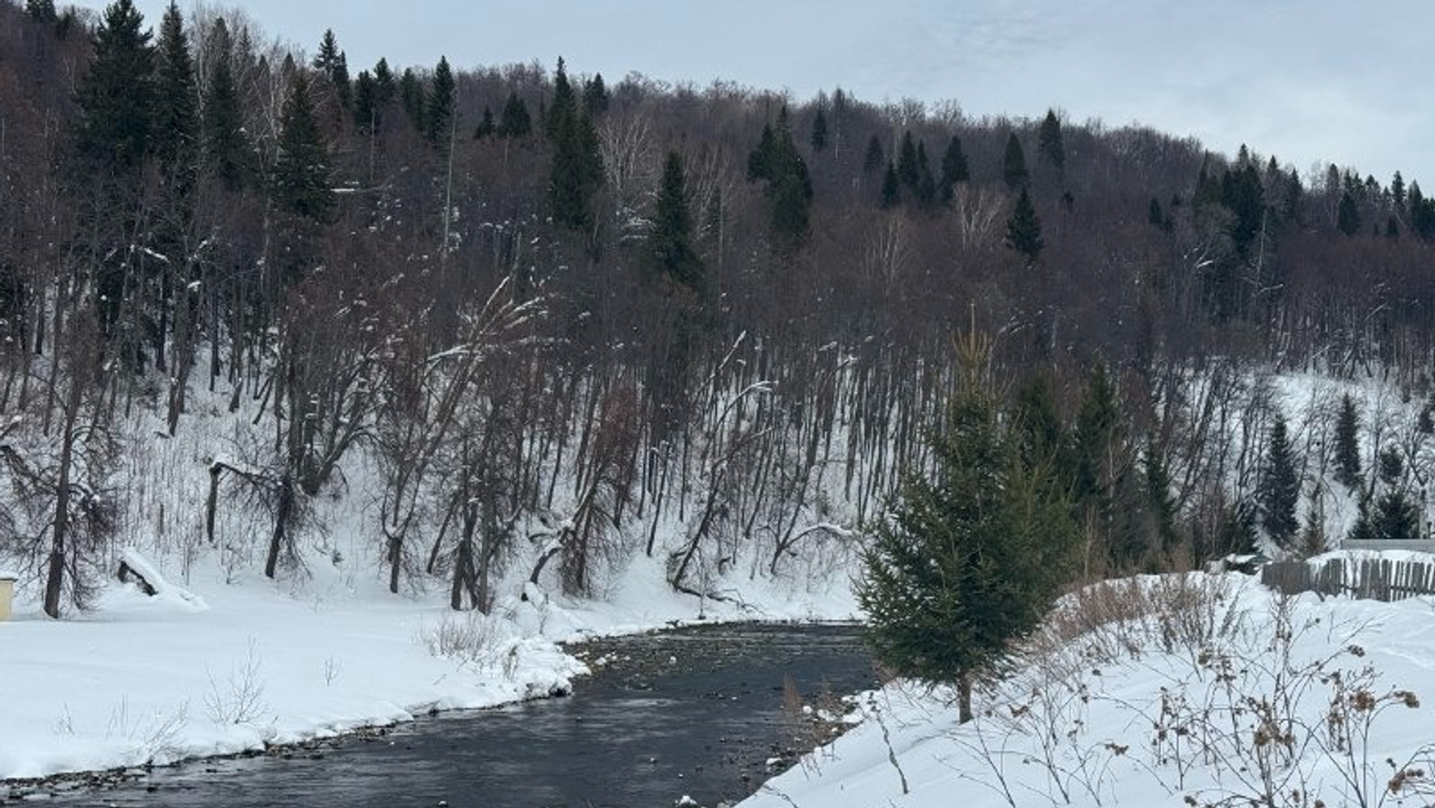 Елены Колоколовой. «Общественная электронная газета».