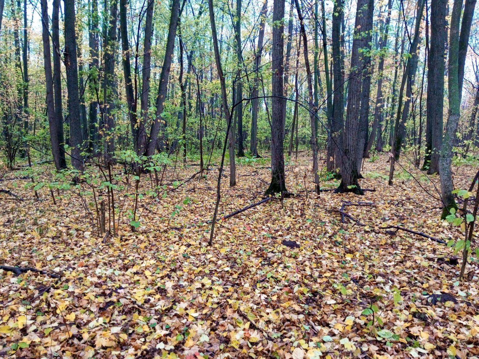 Евгении Сюткиной.