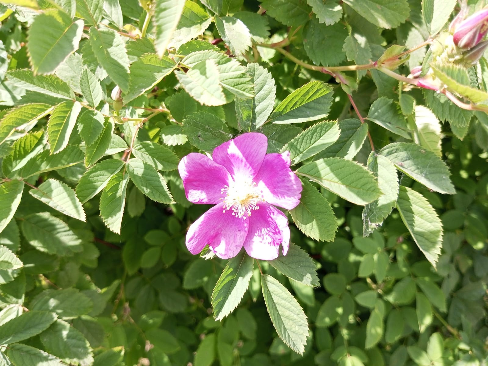 Евгении Сюткиной.