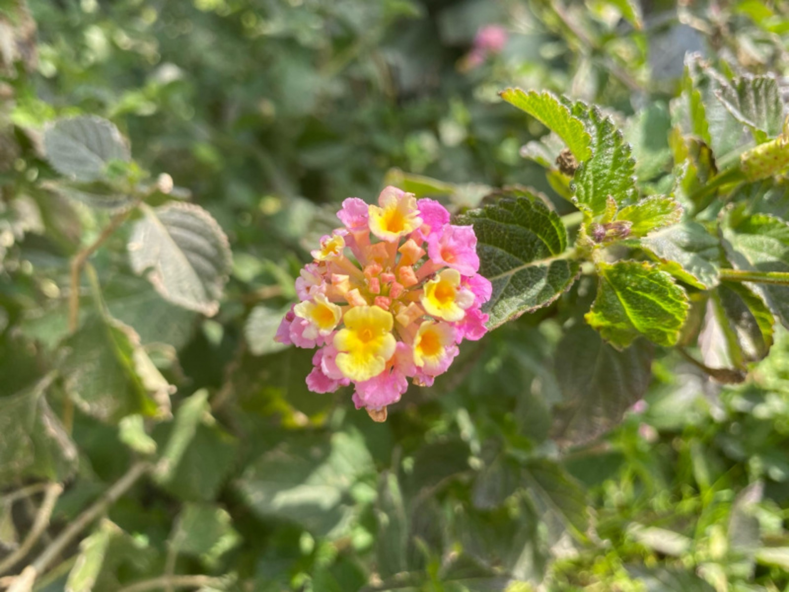 Фото Елены Колоколовой.