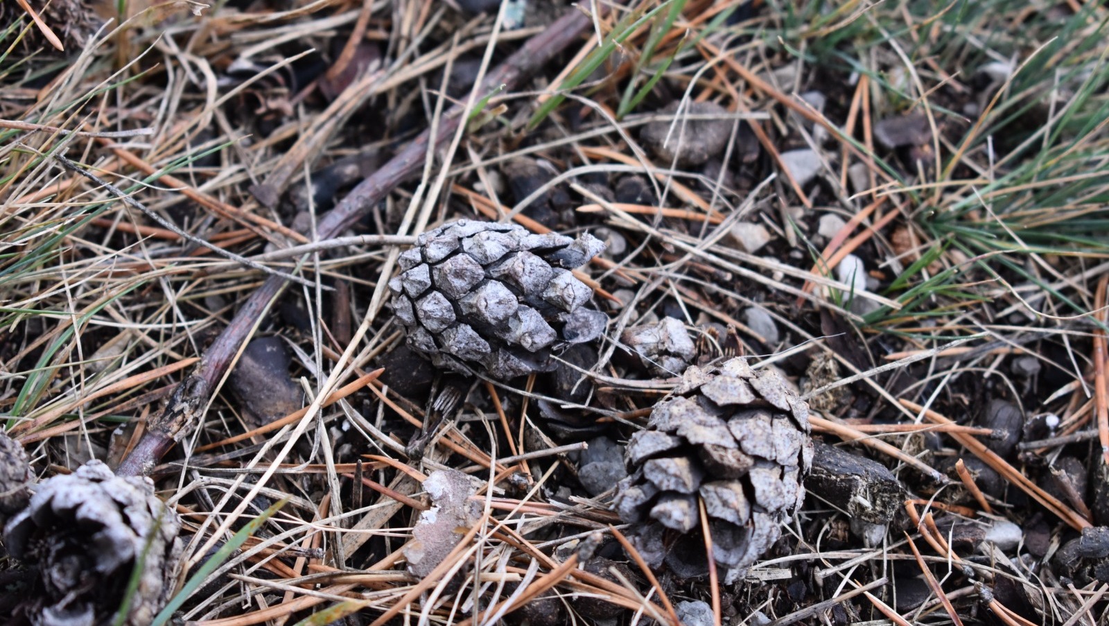 Елены Колоколовой.