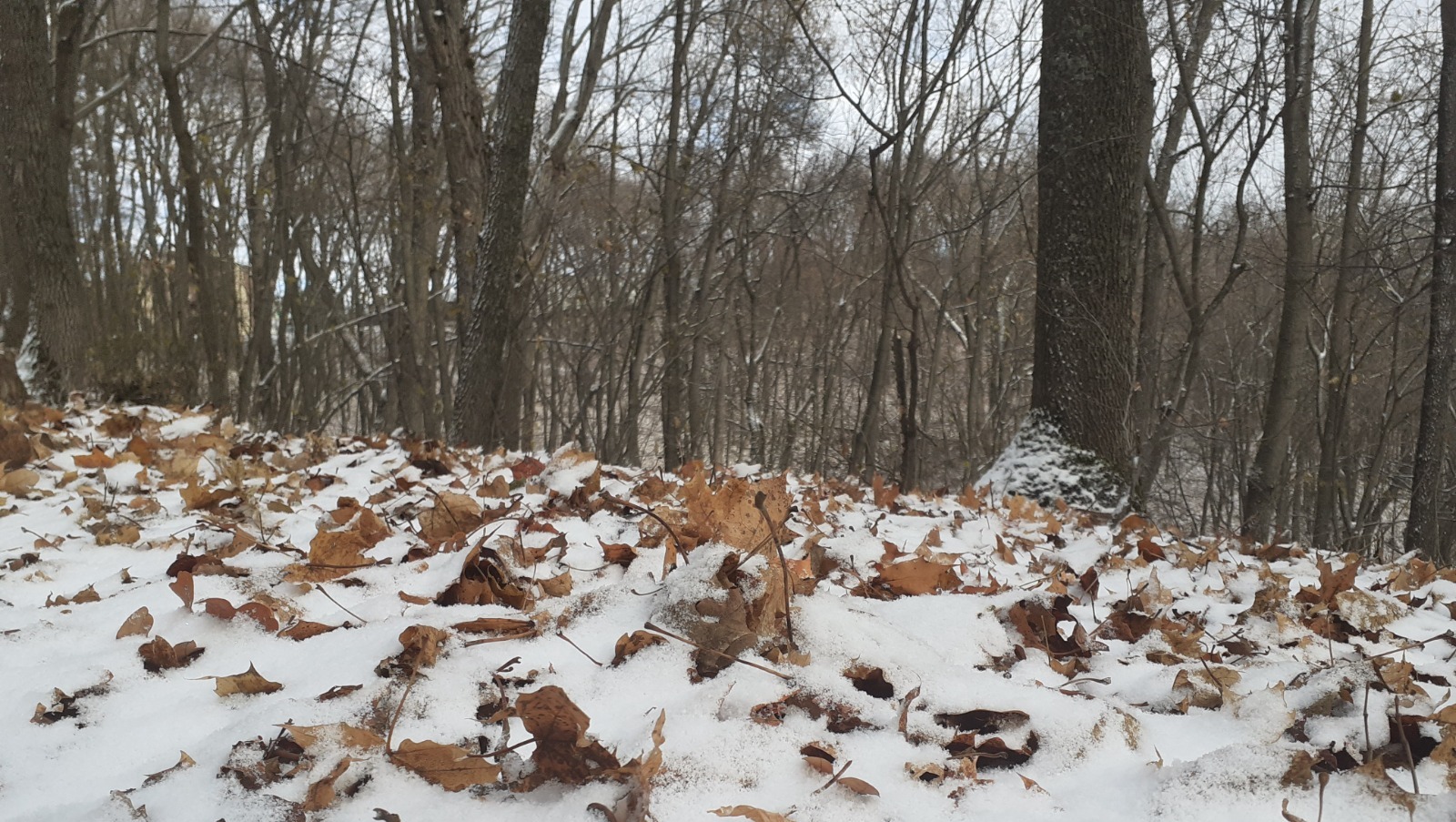 Владимира Шакиева.