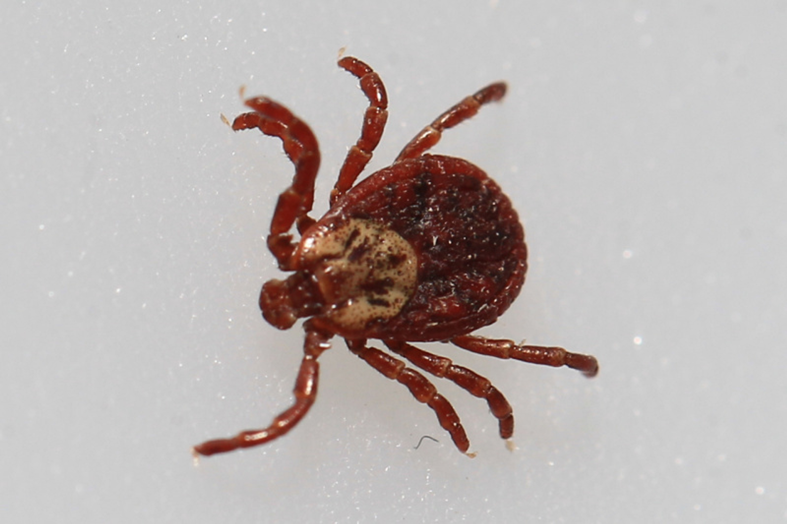 Фото Олега Яровикова.