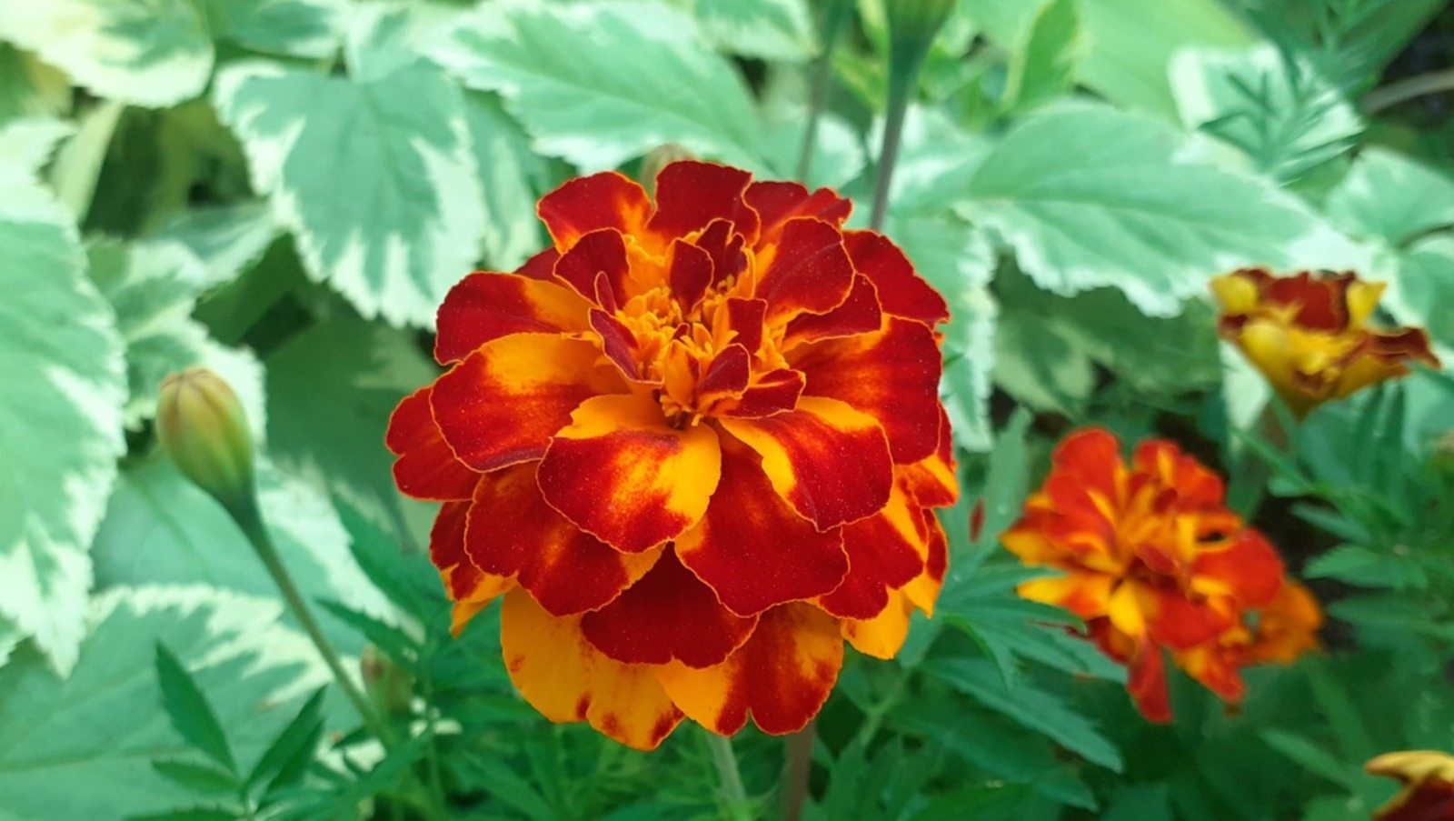 Владимира Шакиева.