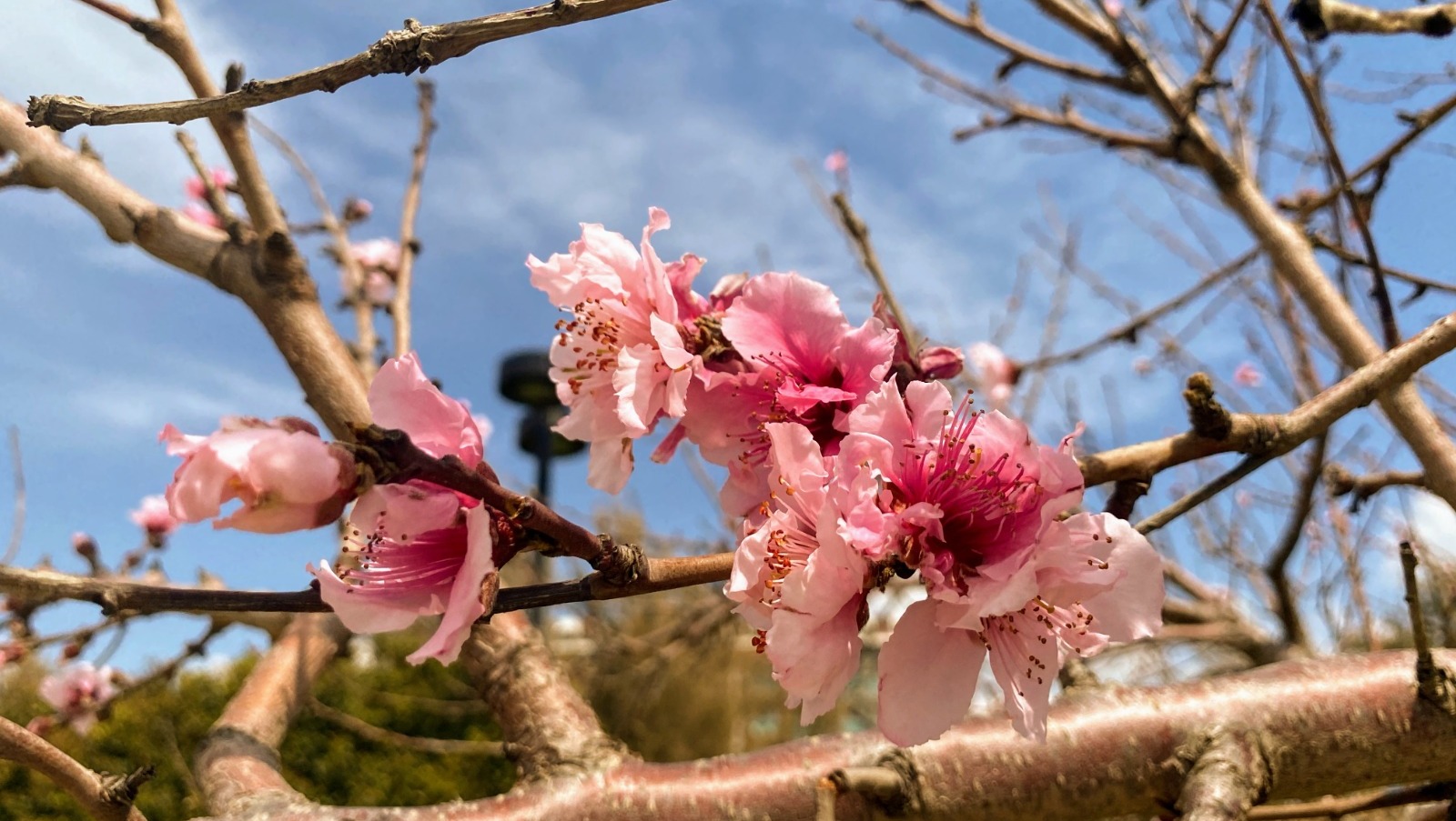 Елены Колоколовой.  «Общественная электронная газета».