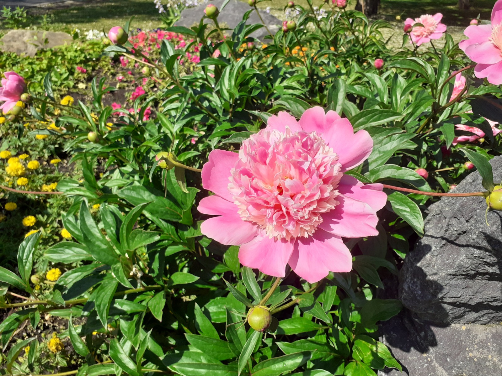 Владимира Шакиева. «Общественная электронная газета».