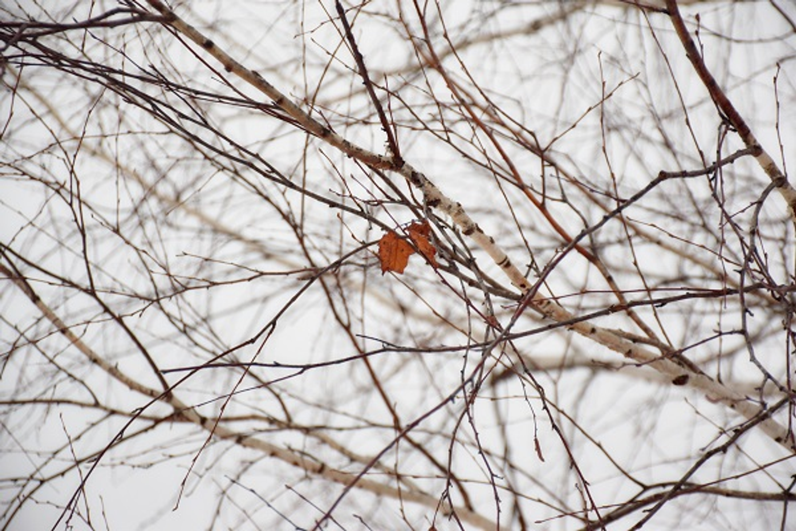 Фото Елены Колоколовой.