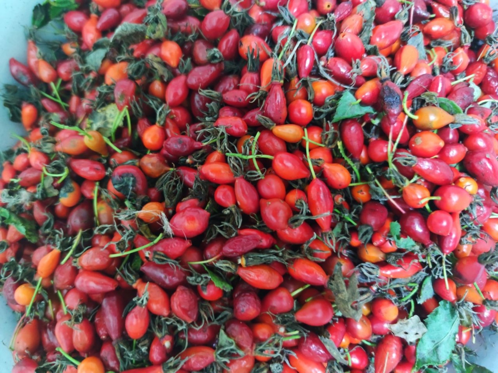 Дарьи Святохиной. "Общественная электронная газета".