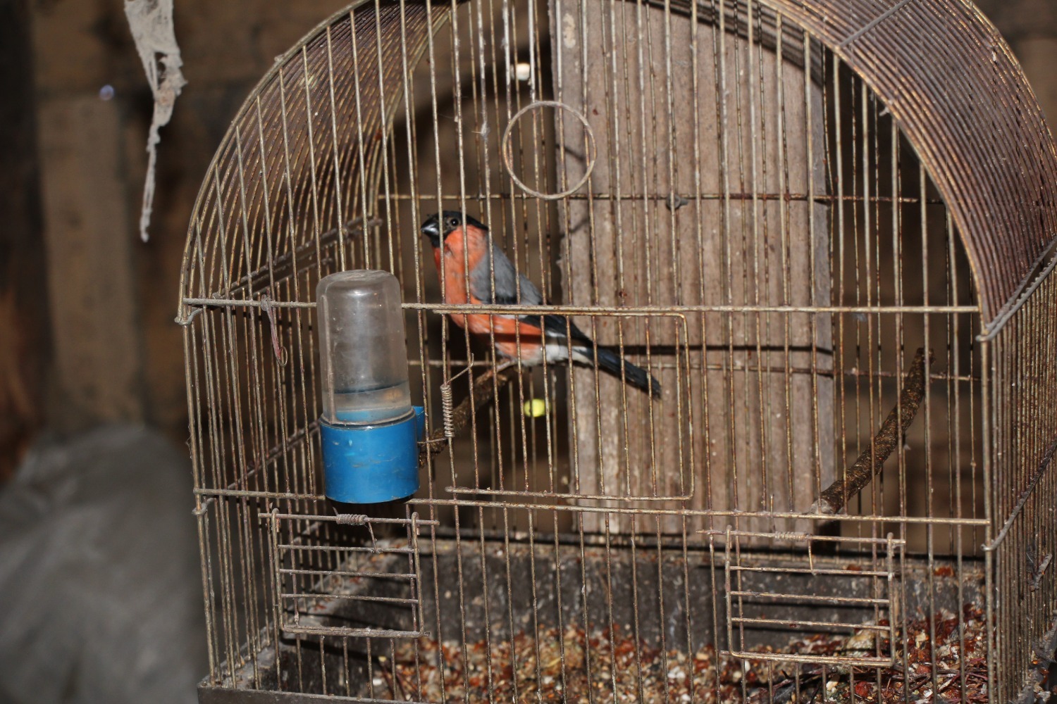 Евгении Сюткиной. Снегирь.