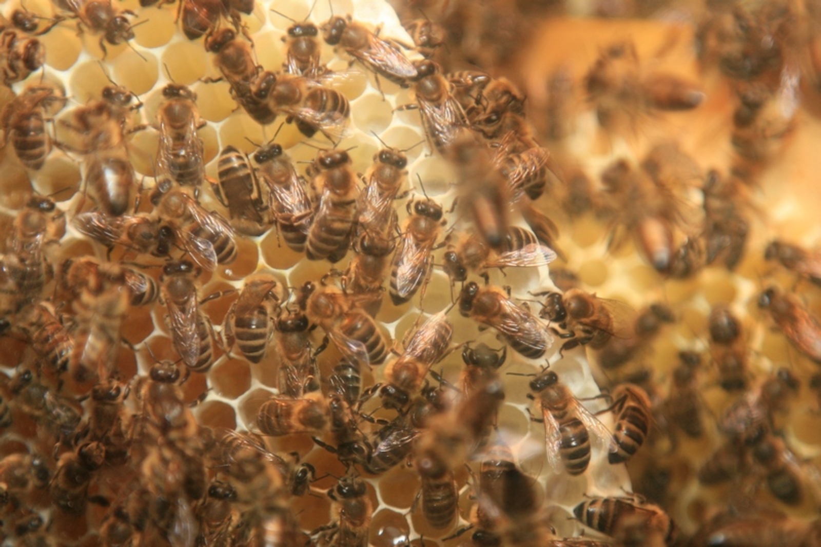 Фото Андрея Старостина.