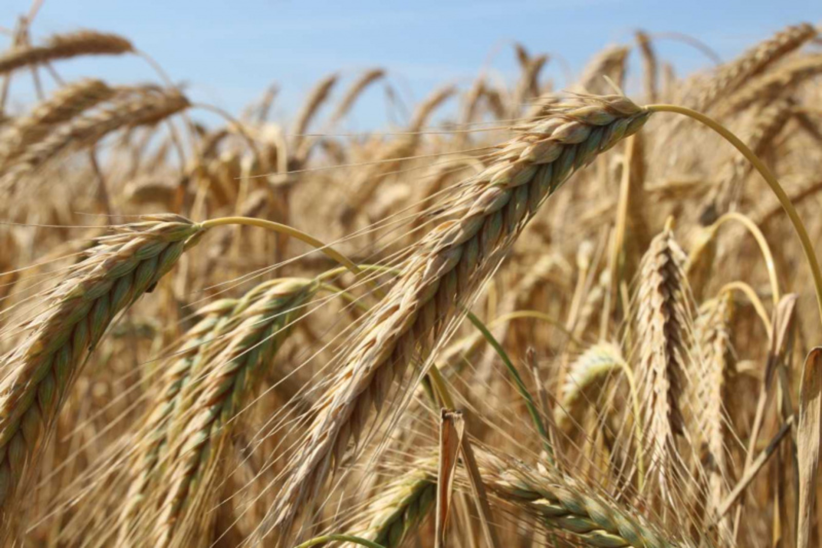 Фото Олега Яровикова.