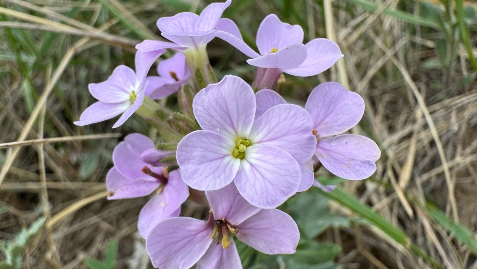 Елены Колоколовой.