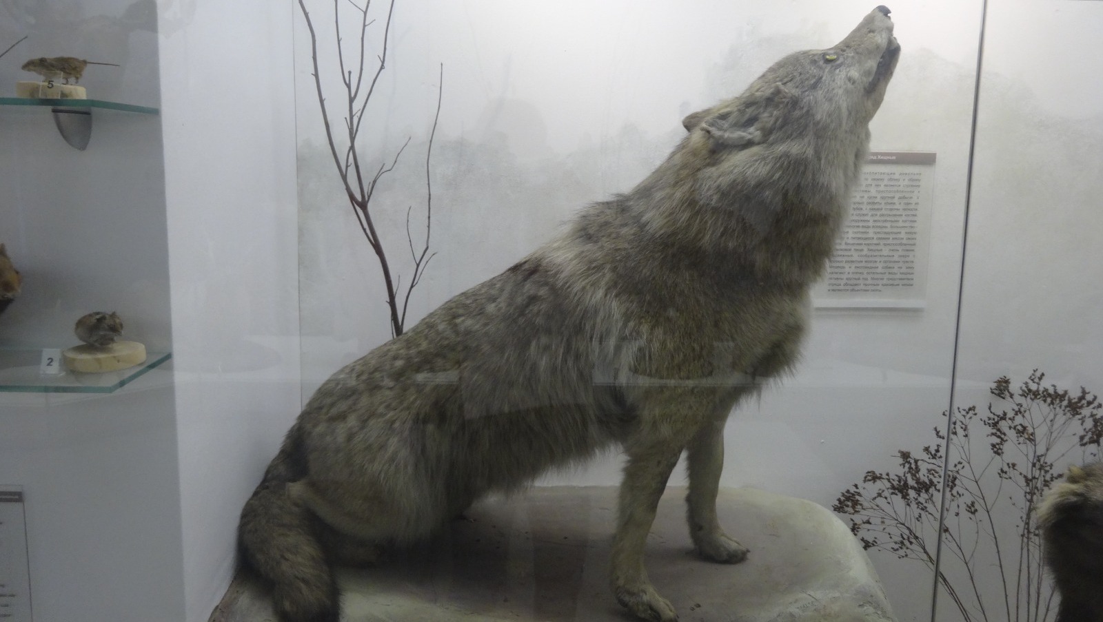 Елены Колоколовой.  «Общественная электронная газета».