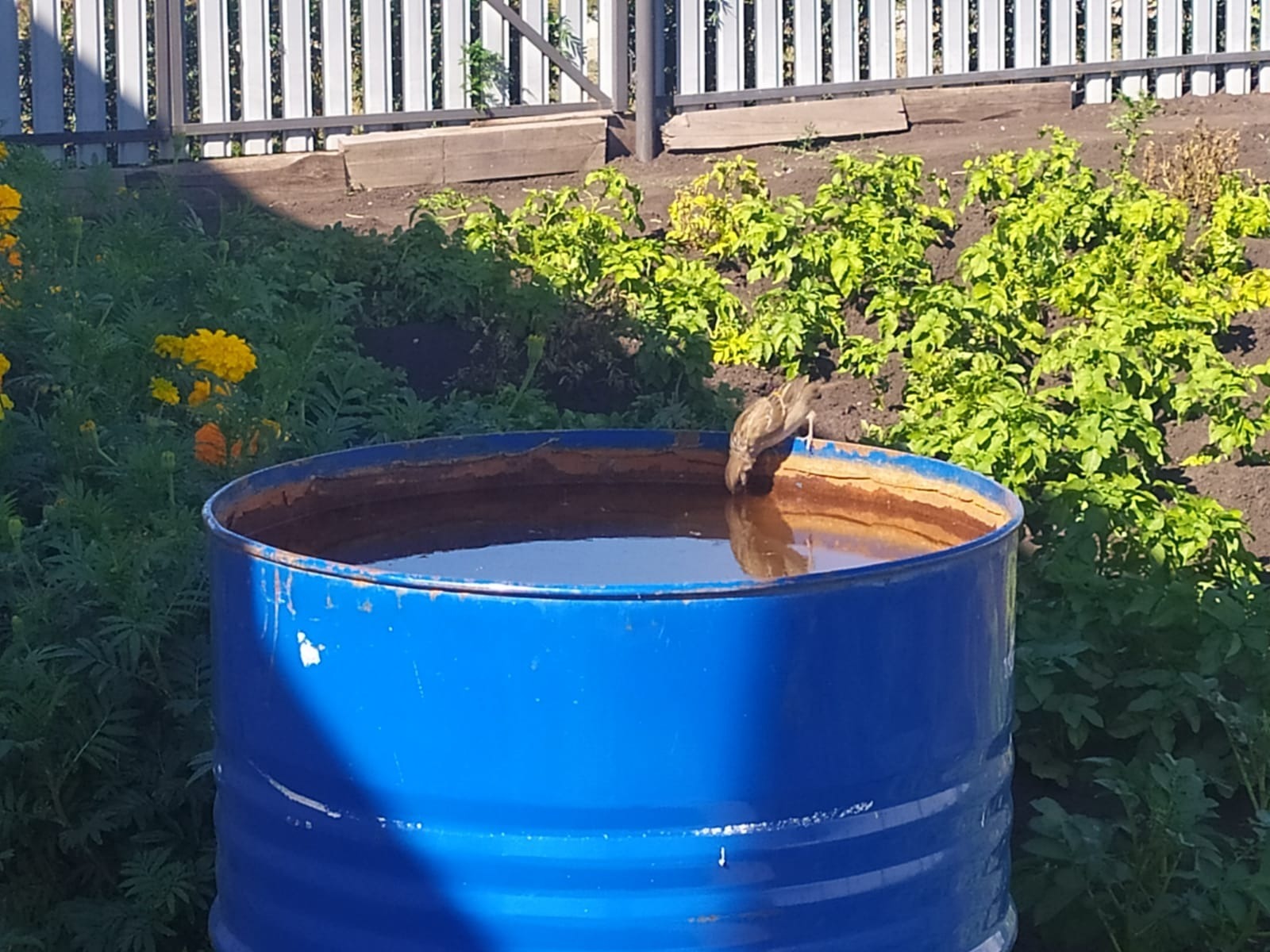 Васили Саитовой.