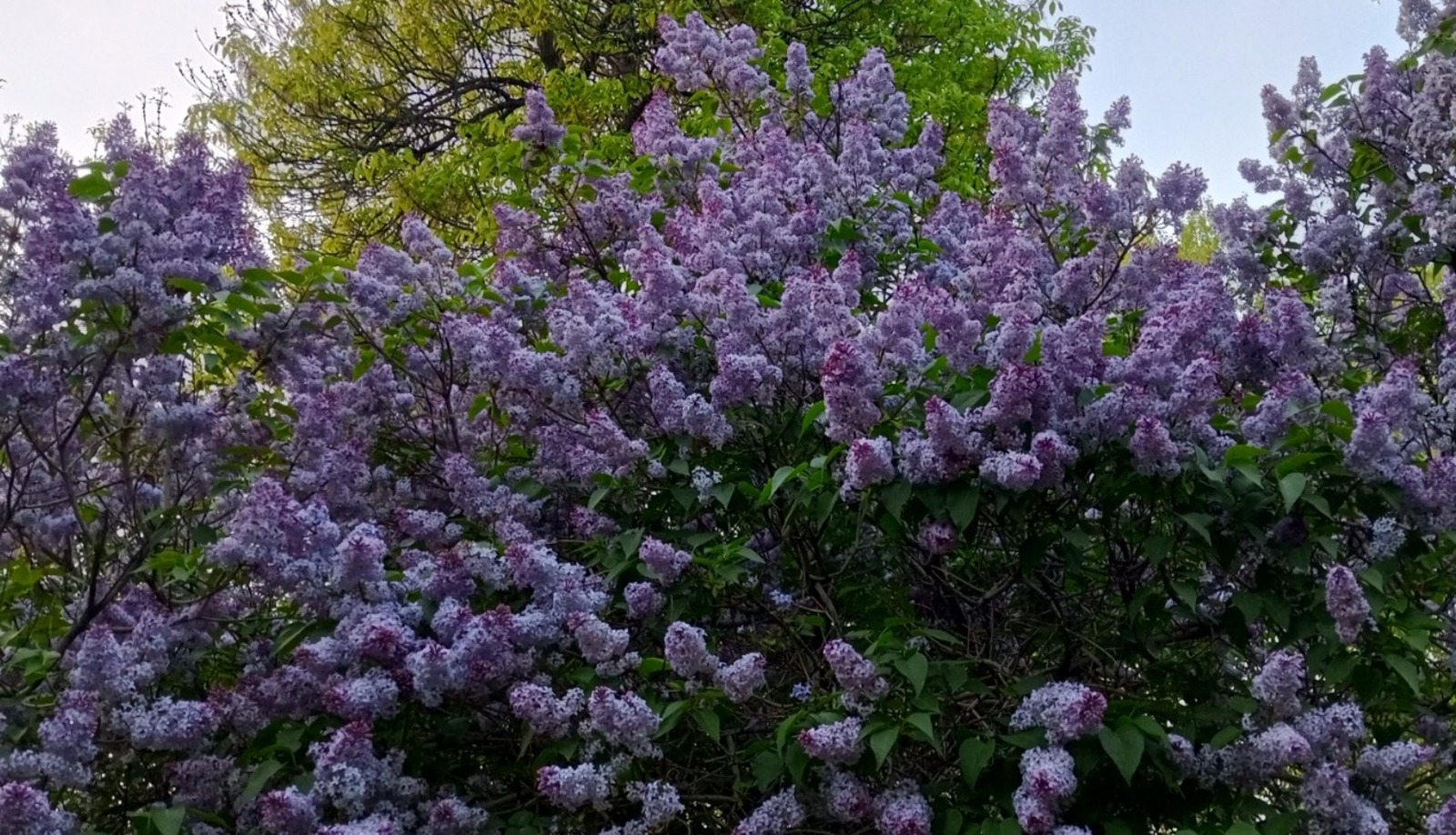 Евгении Сюткиной.