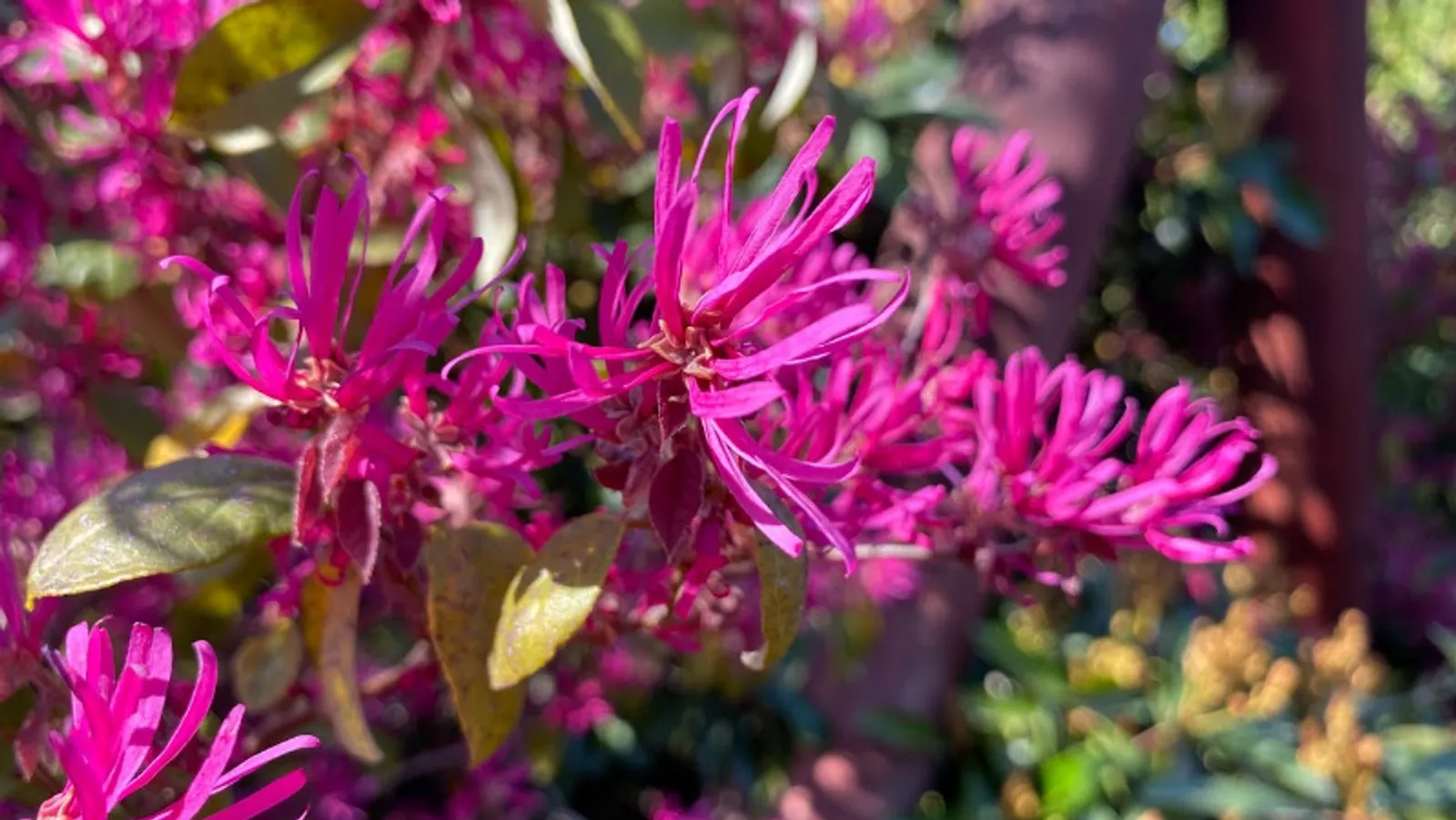 Елены Колоколовой.