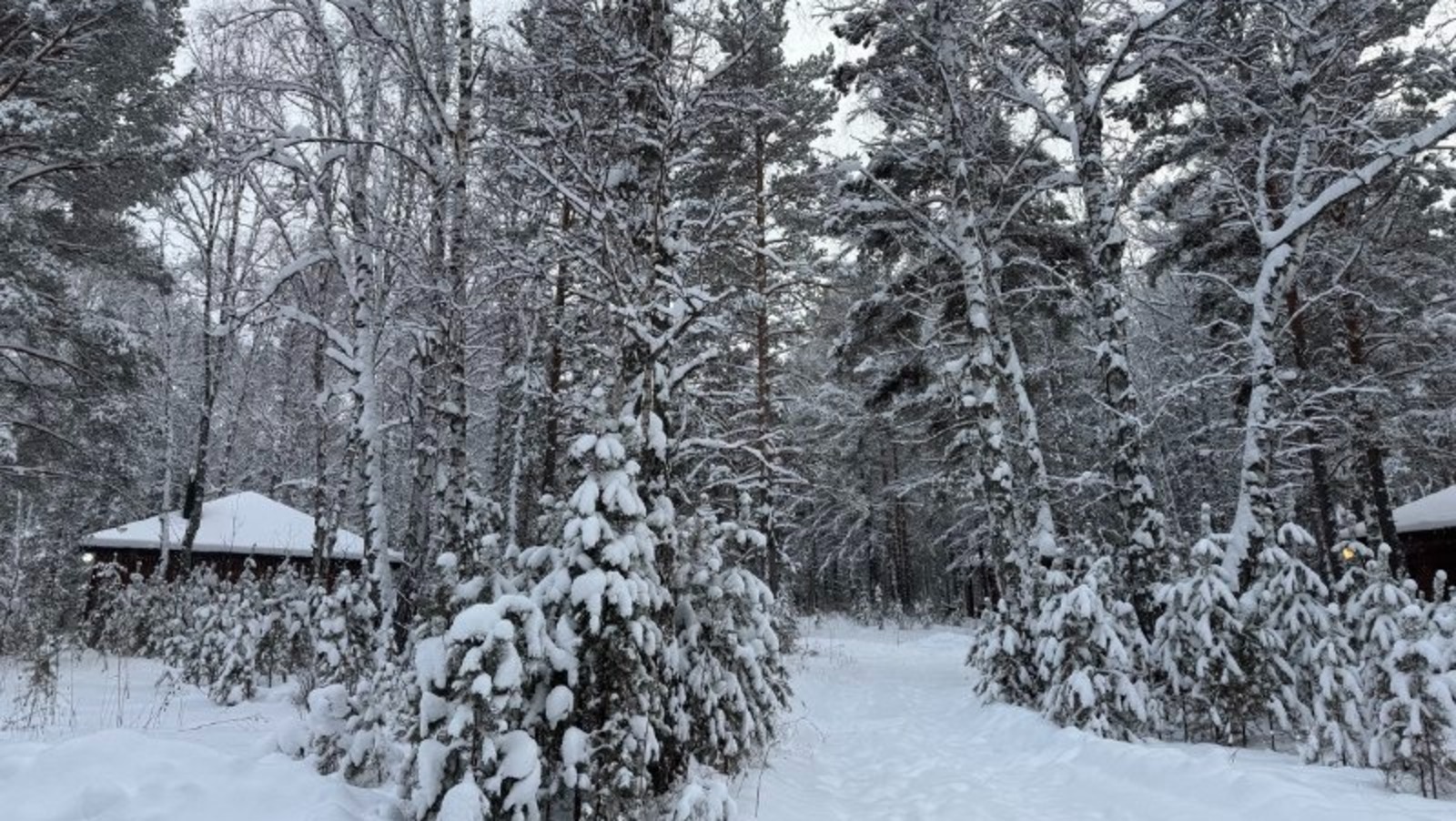 Елены Колоколовой. «Общественная электронная газета».