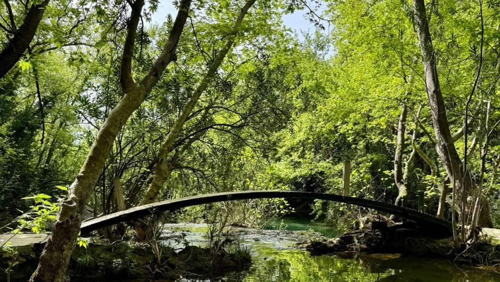 Елены Колоколовой.