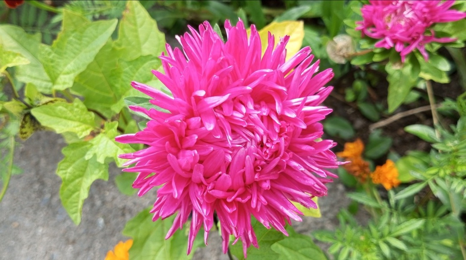 Евгении Сюткиной.