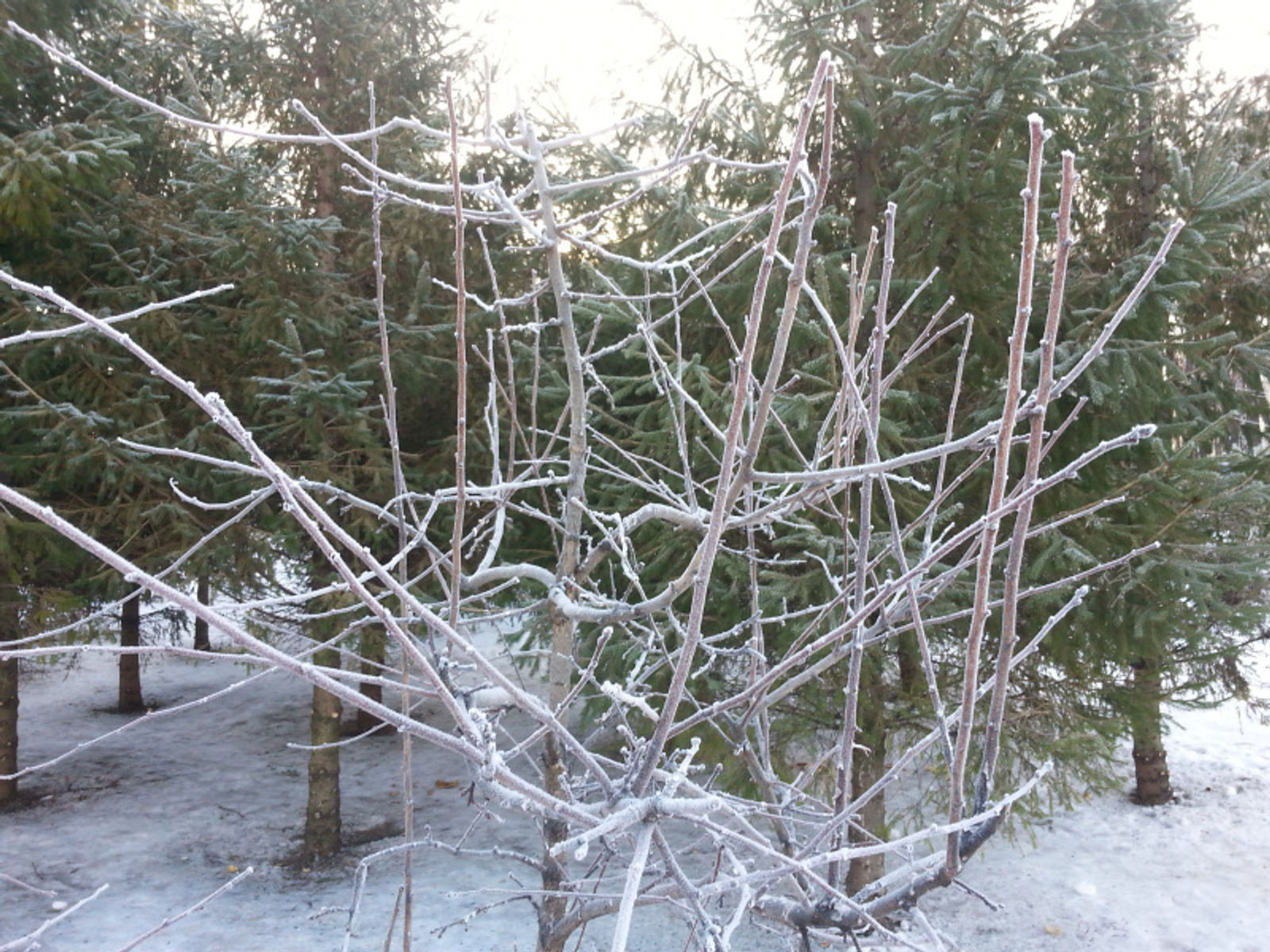 Фото автора.