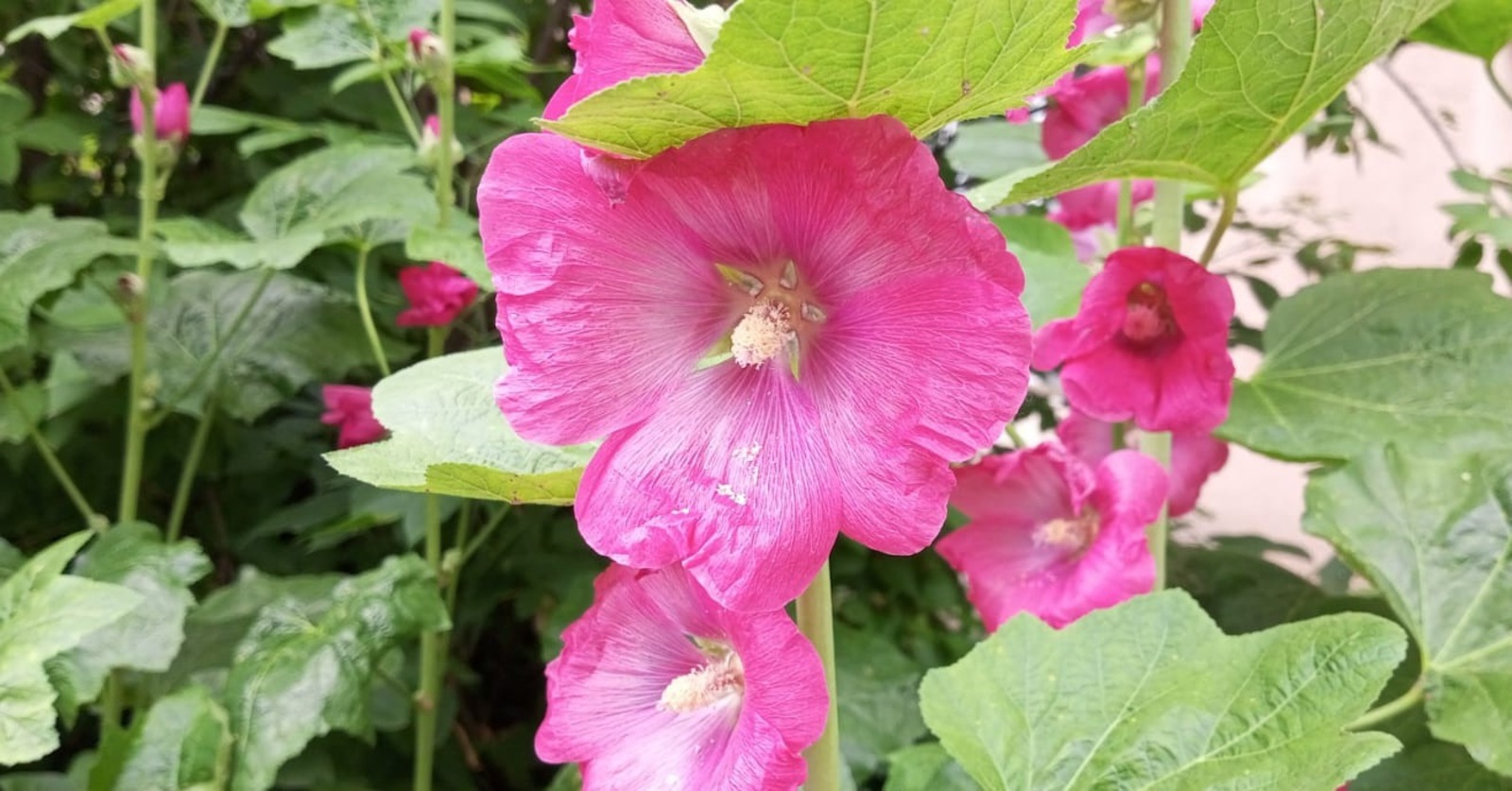 Евгении Сюткиной.