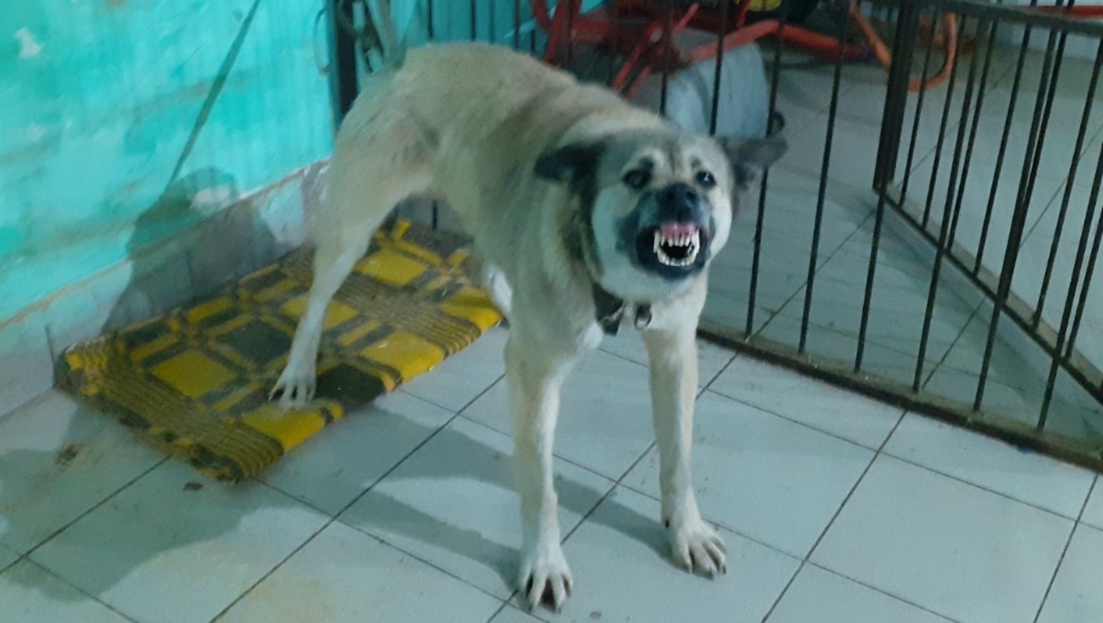 Владимира Шакиева. "Общественная электронная газета".