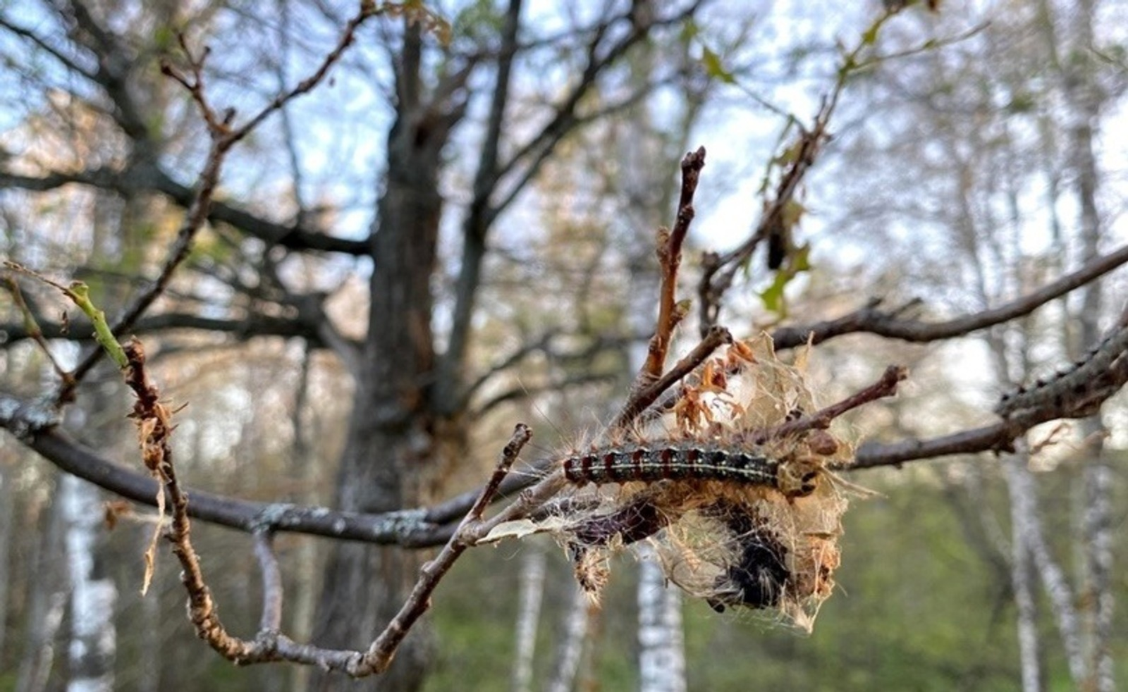 Елены Колоколовой.