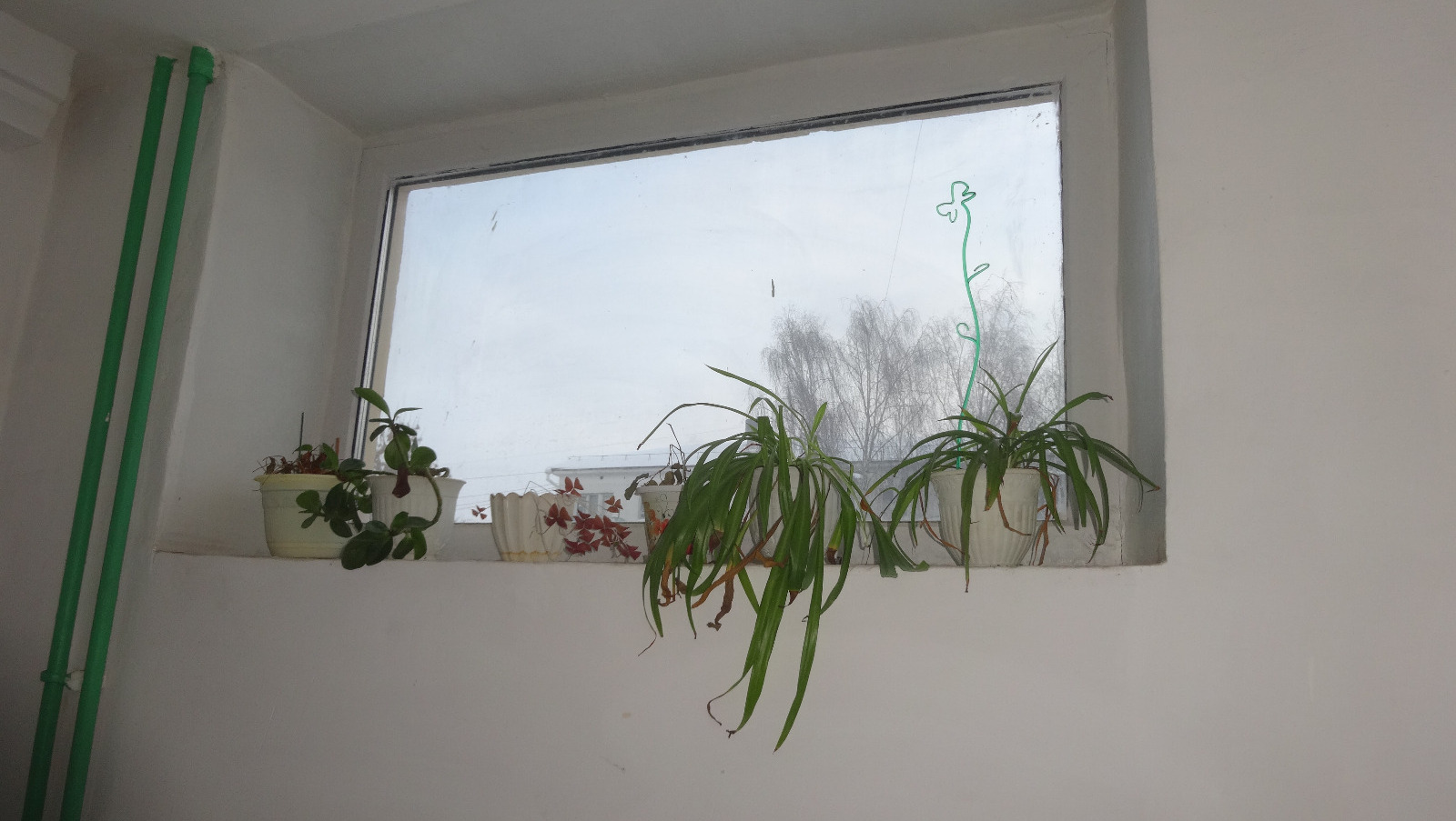 Елены Колоколовой.