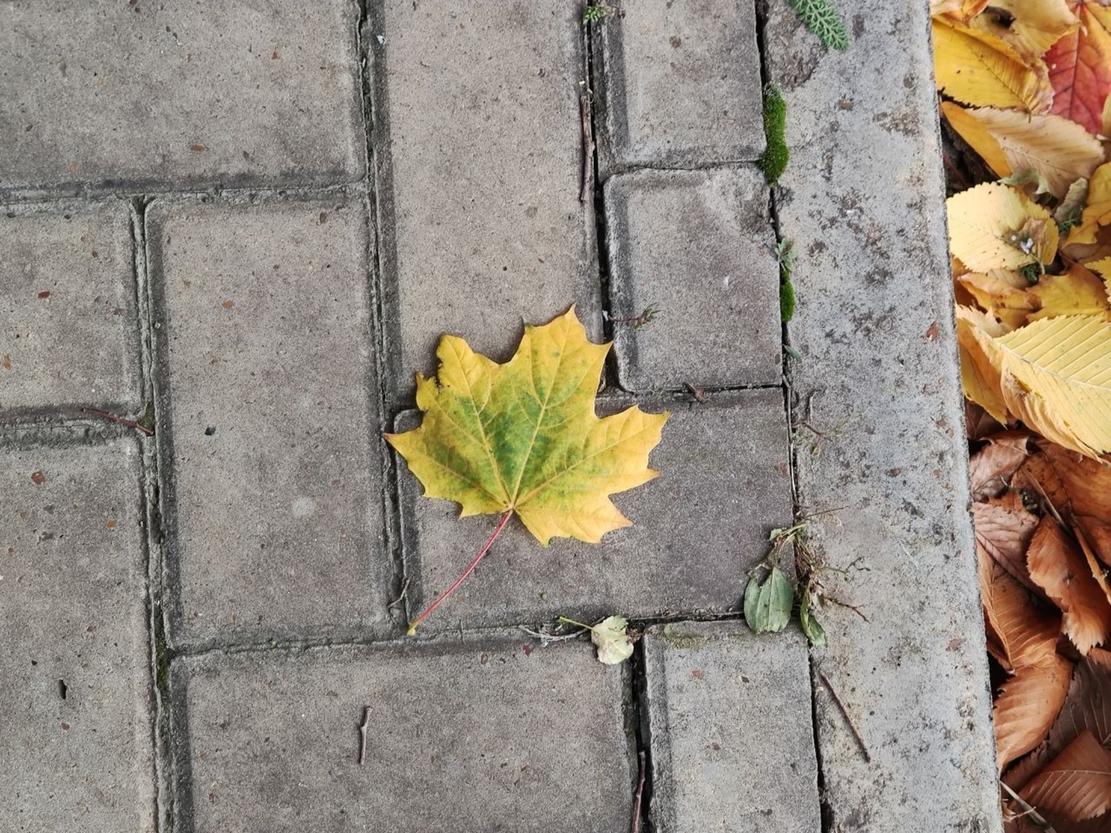 Дарьи Святохиной.