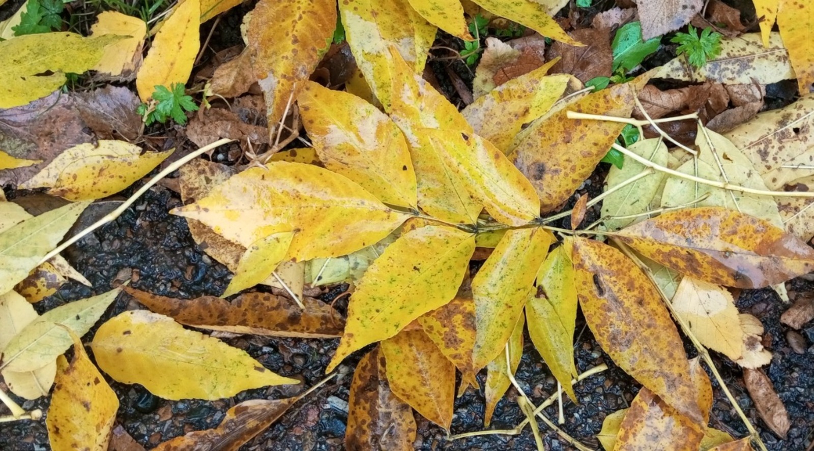 Евгении Сюткиной. "Общественная электронная газета".