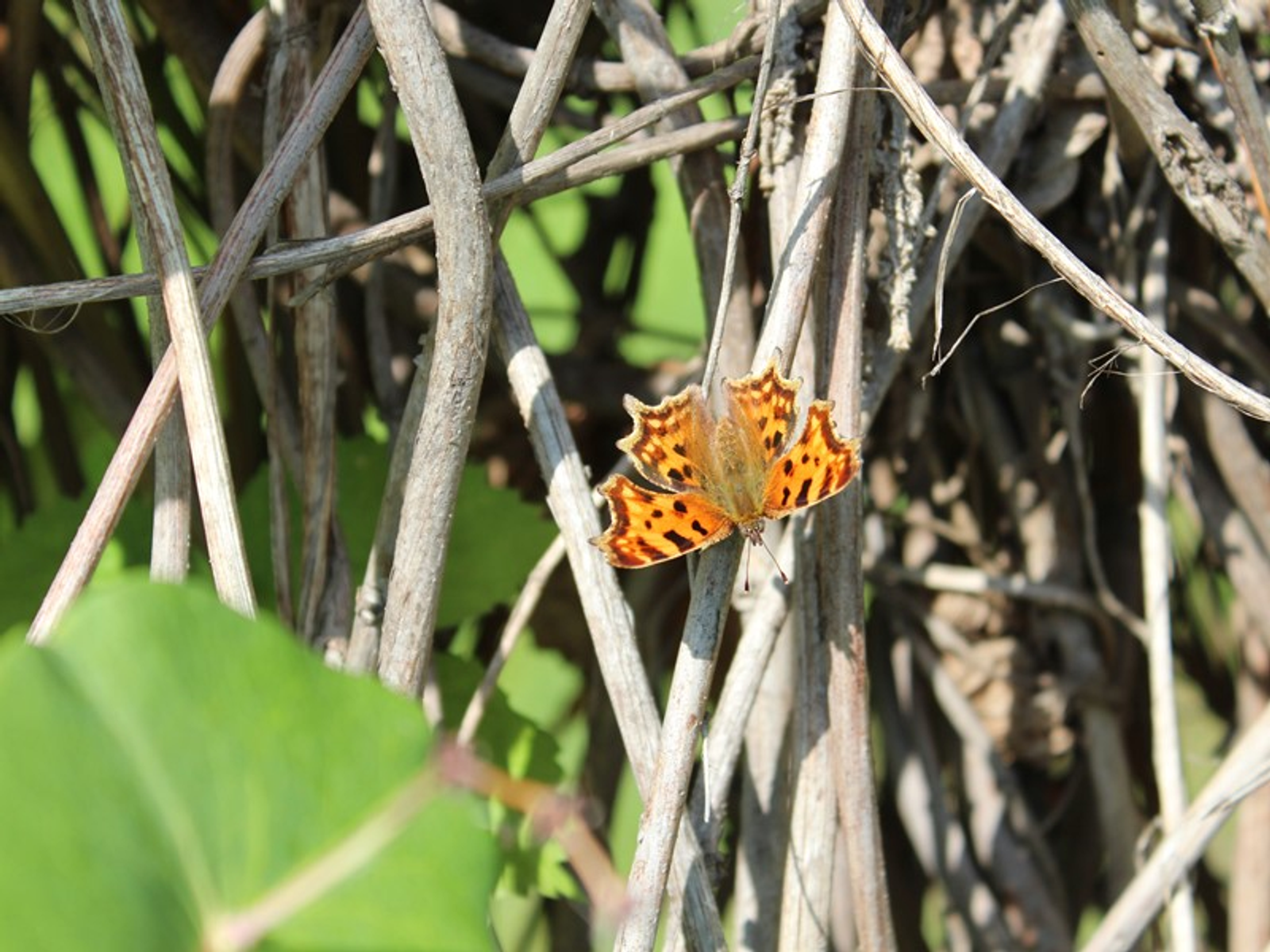 Фото автора.