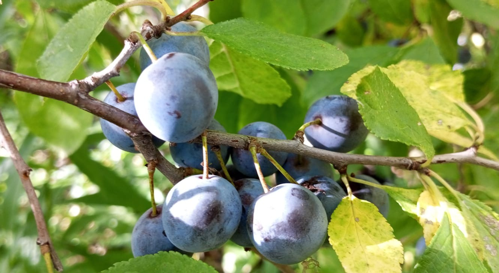 Евгении Сюткиной.