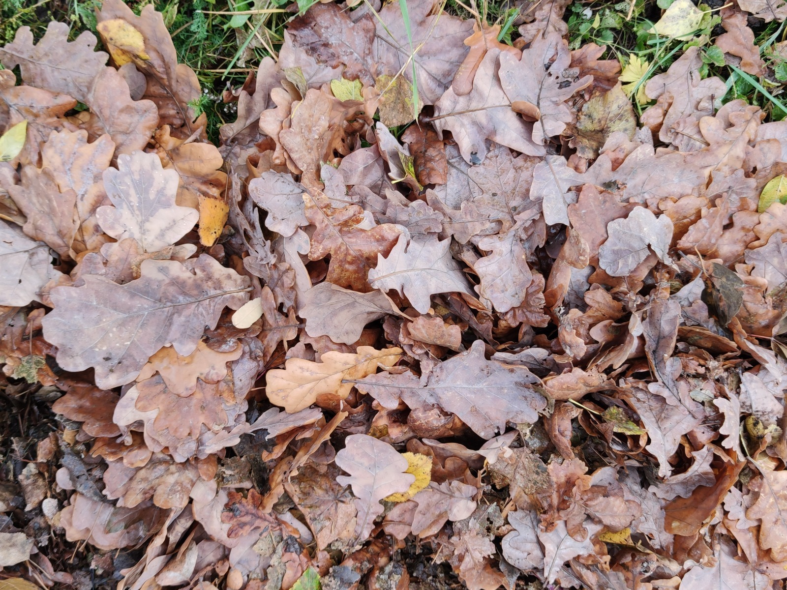 Дарьи Святохиной. "Общественная электронная газета".