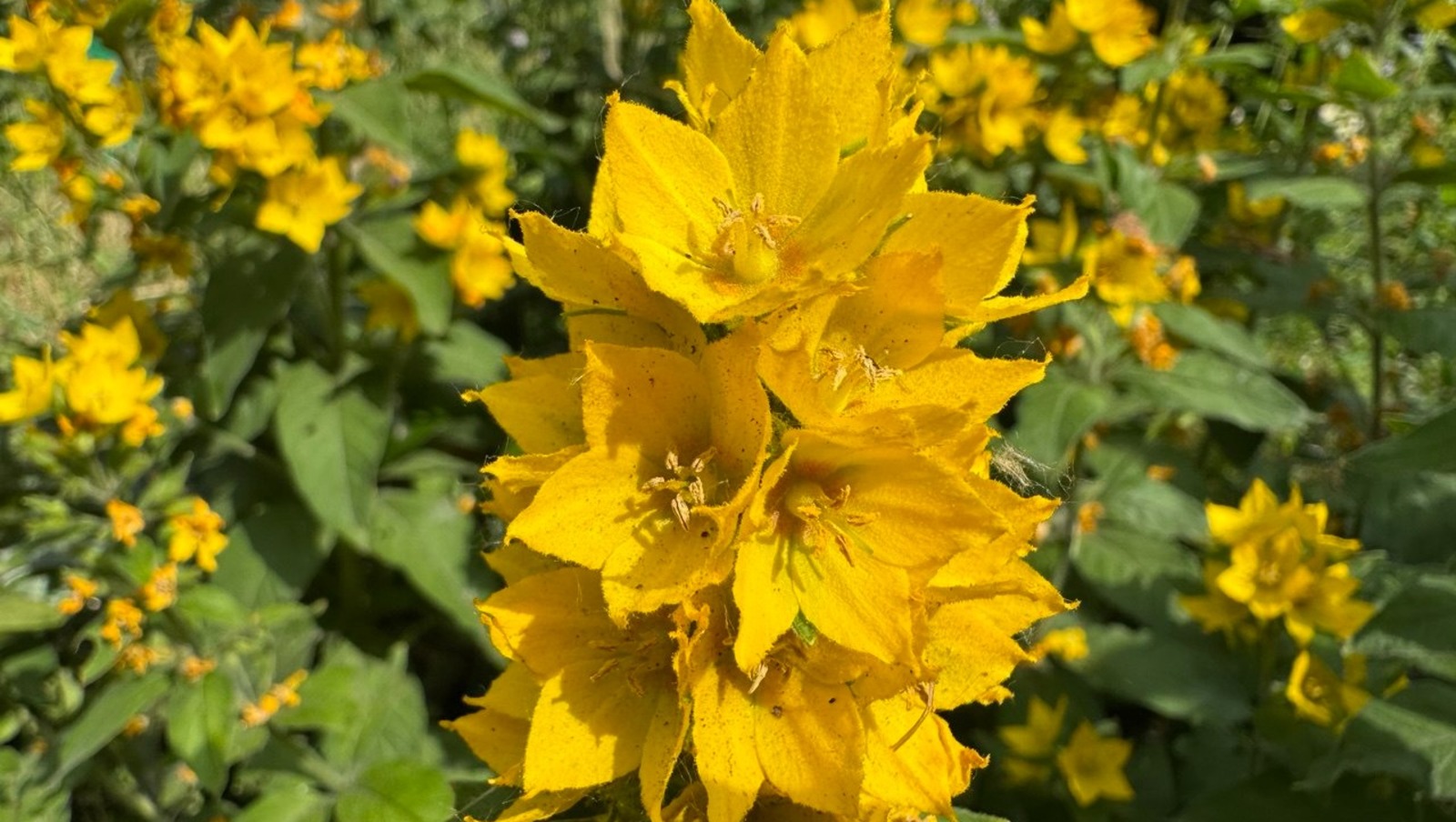 Елены Колоколовой.