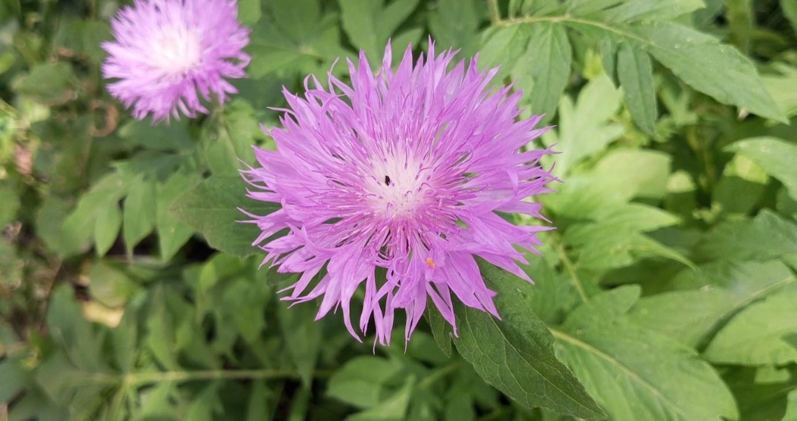 Евгении Сюткиной.