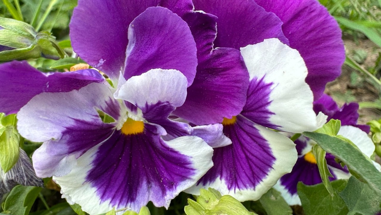 Елены Колоколовой.