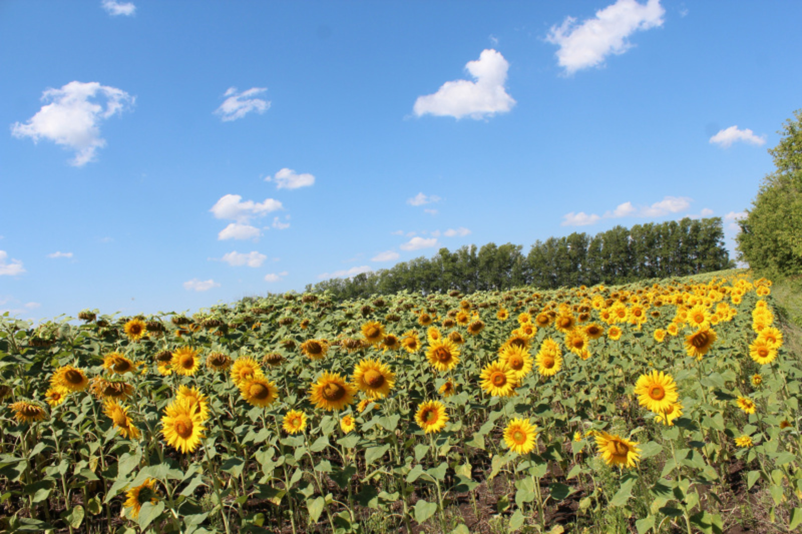 Фото автора.