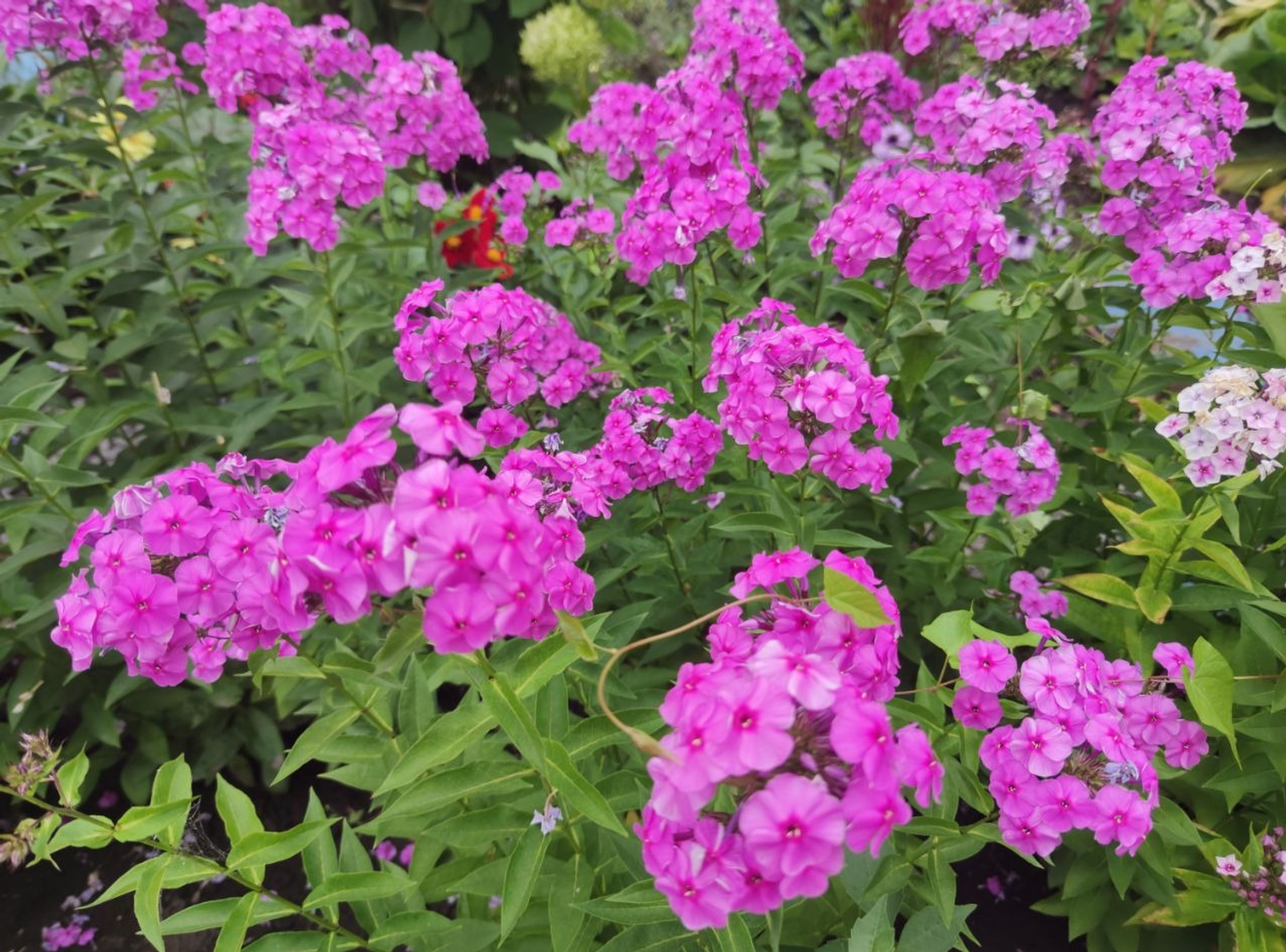 Дарьи Святохиной. «Общественная электронная газета».