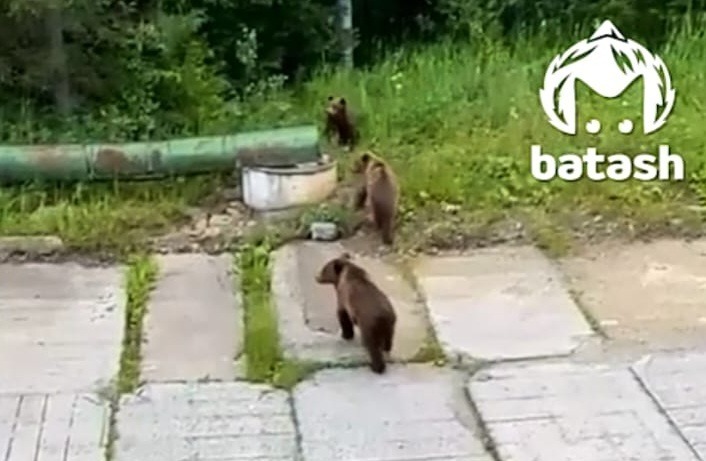 скриншот видео.