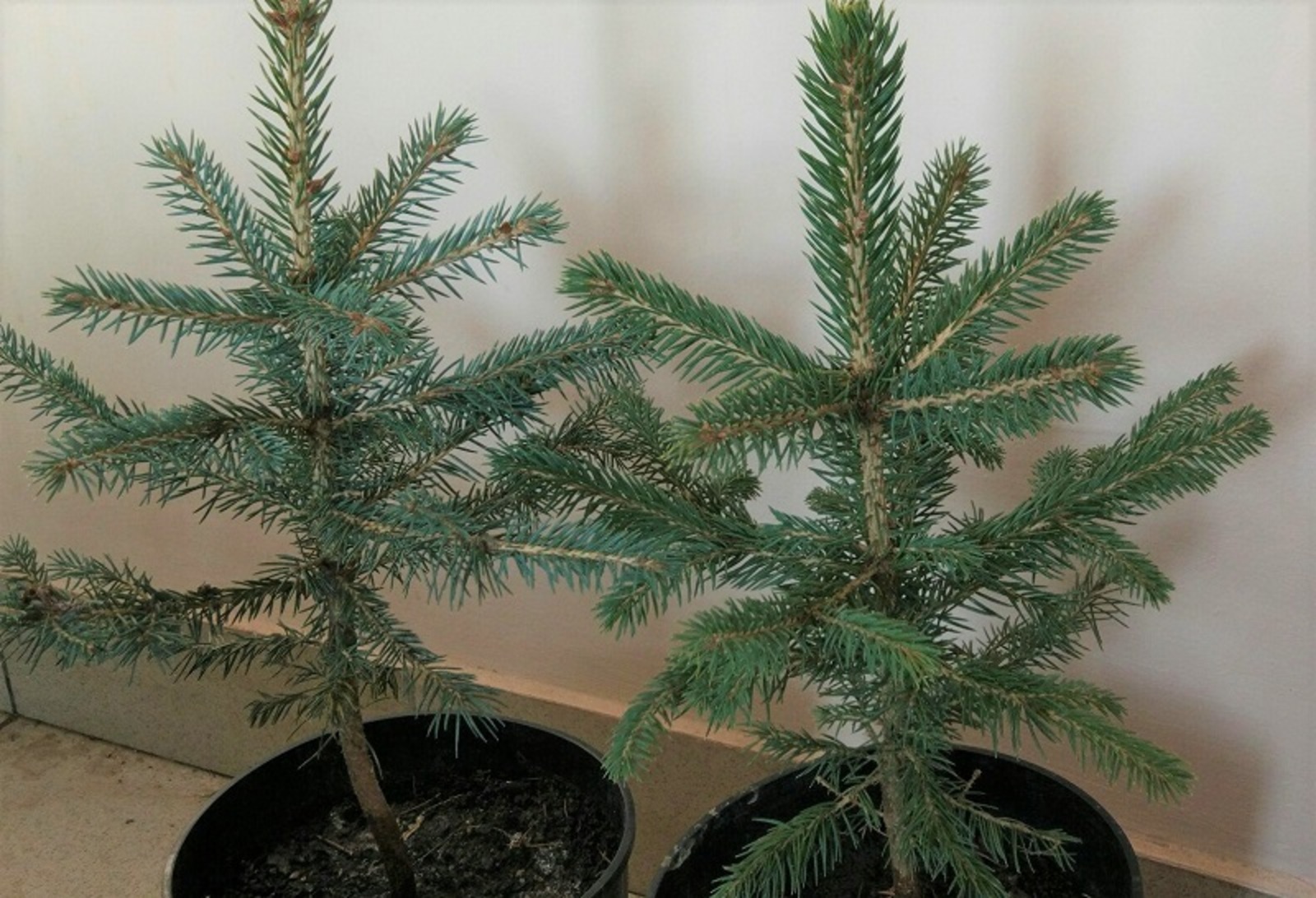 Фото предоставлено Рафкатом Вафиным.